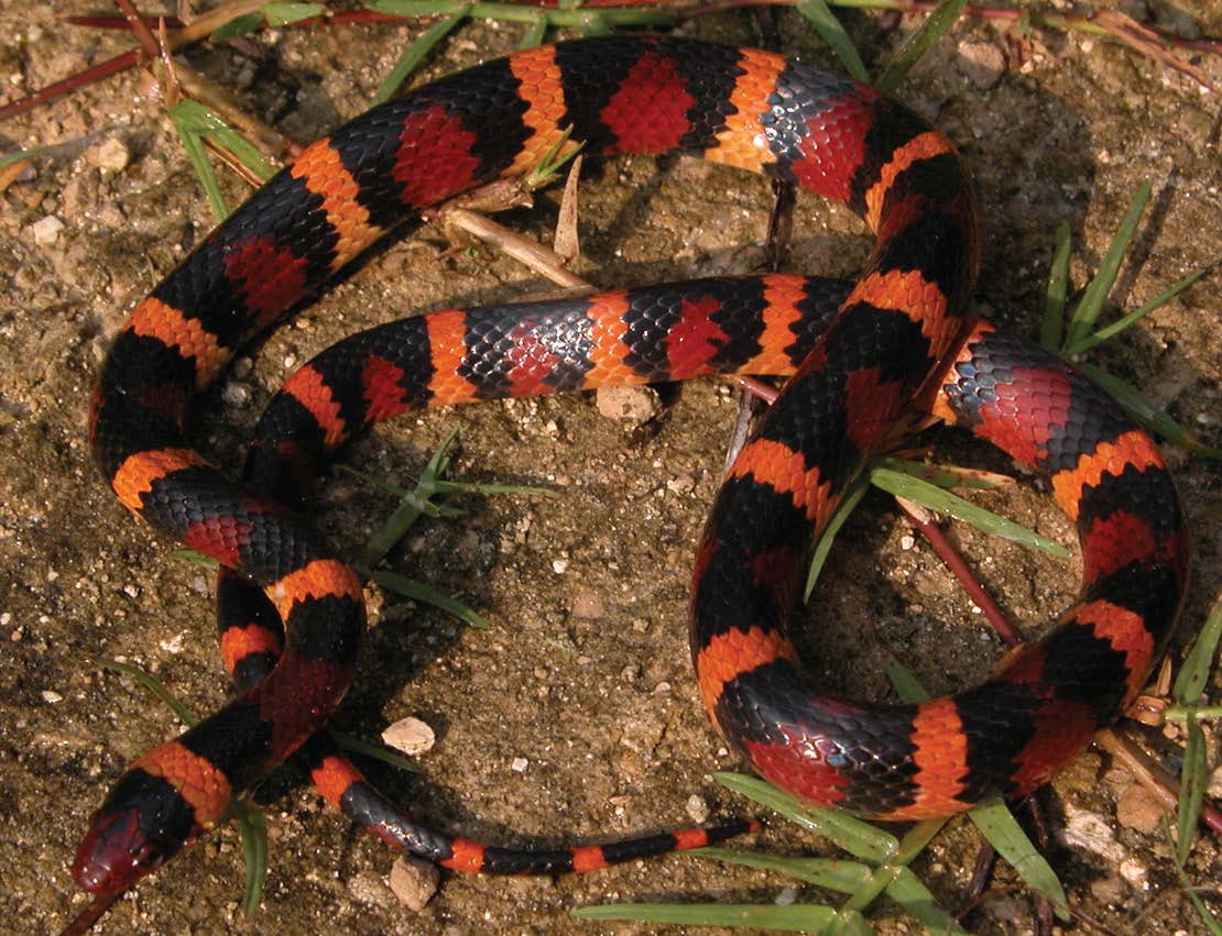 Scarlet Kingsnake